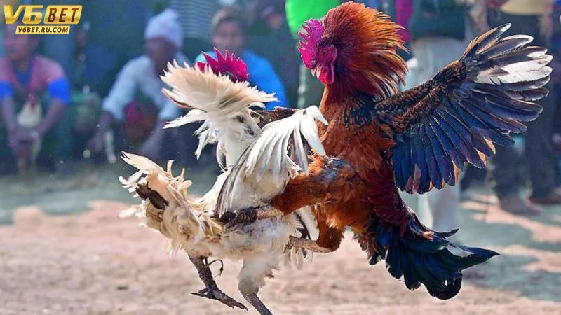 5 điểm khiến đá gà cựa sắt V6bet trở nên hấp dẫn
