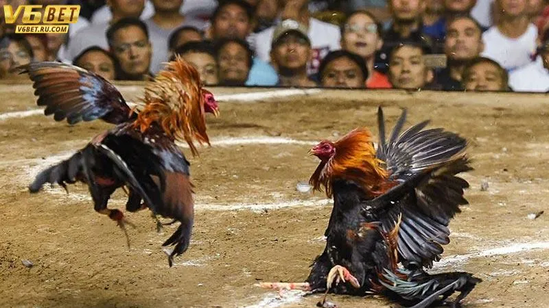 Các đấu trường được cập nhật theo thời gian thực