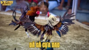 Top 4 Loại Cược Đá Gà Cựa Dao Được Ưa Thích Tại V6bet