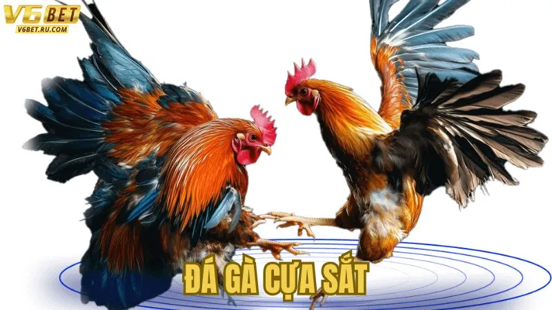 Top 5 Ưu Điểm Của Đá Gà Cựa Sắt Tại Nhà Cái V6bet