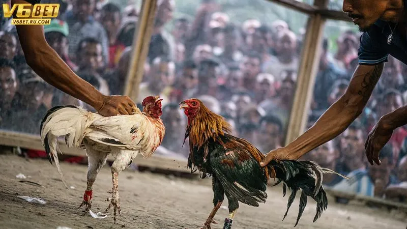 Mỗi sảnh đều có lịch thi đấu rõ ràng